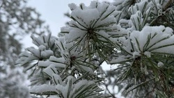 Мороз опустился до 34 градусов в Белгородском округе в ночь на понедельник