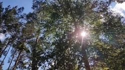 Особый противопожарный режим в лесах Белгородской области начнёт действовать с 6 мая