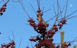 Выходные продолжат радовать белгородцев тёплой погодой
