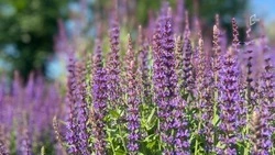 Рабочая неделя в Белгородской области начнётся с жары до 31 градуса