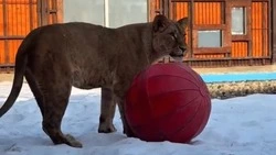 Переехавшая из Белгорода в Минск львица Киара осваивает спортивный инвентарь