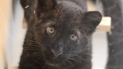 Кошачье новоселье: переезд пантеры Багиры в летний вольер пройдëт 28 марта в Белгородском зоопарке