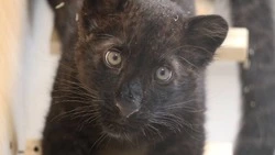 Белгородцы смогут увидеть пантеру Багиру в марте