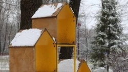 В заповеднике «Белогорье» поделились гастрономическими предпочтениями дятлов