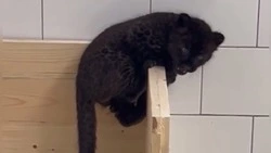 Чёрная пантера уже прибыла в Белгородский зоопарк