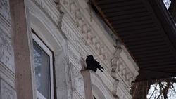 Прокуратура выявила нарушения при реставрации старинного особняка Грикке на Чумичова в Белгороде 