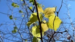 Более трёх тысяч погибших деревьев планируется убрать в Белгороде в 2026 году