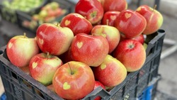 Белгородцы смогут проголосовать за лучший органический продукт местного производства