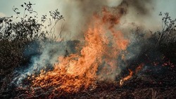 Белгородцам напомнили о запрете разведения костров
