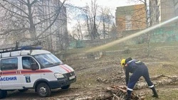 В Белгороде коммунальщики убирают поваленные ураганом деревья