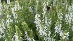 Снова 31: жара вернëтся в Белгородскую область во вторник 
