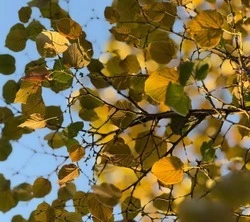 Тёплая погода без дождей сохранится в Белгородской области в четверг