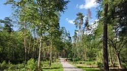 159 деревьев высажено в Белгороде за 2025 год