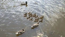 Хохотунья и пастушок: какие виды птиц обитают в Белгородской области?