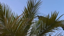 Белгородские пальмы отправились зимовать в теплицы 