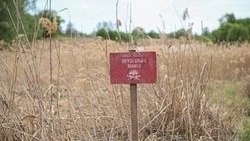 В белгородском приграничье обезврежено 525 взрывных устройств, рассказал Гладков