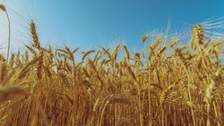 Белгородские аграрии вырастили 3,5 млн тонн зерновых и зернобобовых культур в 2023 году