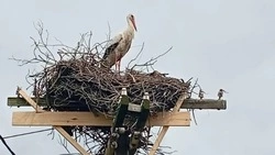 Жители Борисовского округа помогли аистам свить новое гнездо