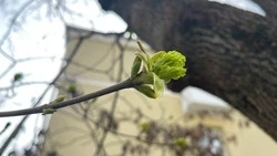 Потепление до плюс 20 градусов ожидается в Белгородской области во вторник