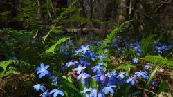 В заповеднике «Белогорье» распустились тысячи первоцветов