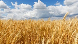 Белгородская область готова к весенне-полевым работам