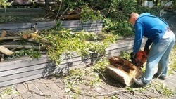 Сильный ветер в Белгороде повалил 11 деревьев 