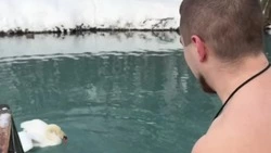 Побег от лебедя принёс белгородцу славу и миллионы просмотров в соцсетях 