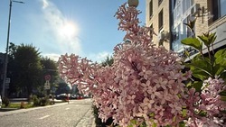 Рабочая неделя в Белгородской области завершится 27-градусной жарой