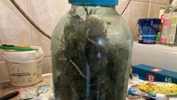 Банки с марихуаной привели белгородца на скамью подсудимых