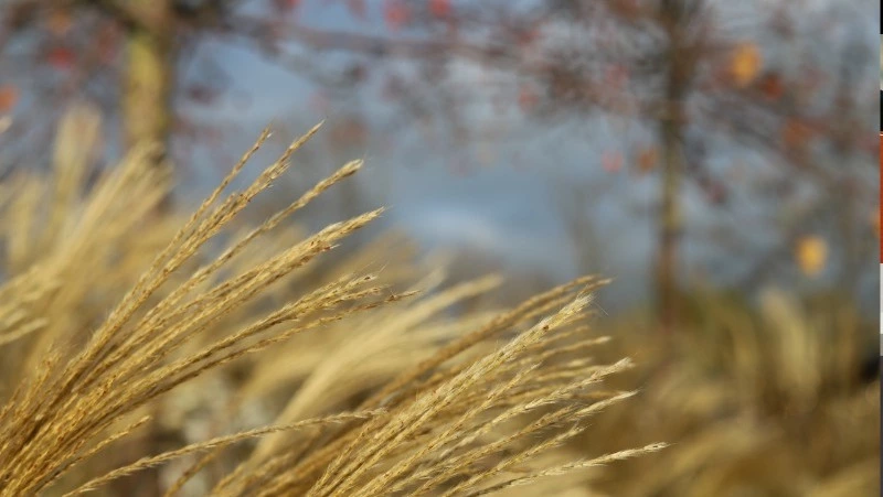 Штормовой ветер и снег с дождём спрогнозировали в Белгородской области в понедельник