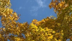 Облачная погода с прояснениями ожидается в Белгородской области в пятницу