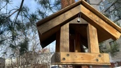 Белгородцы могут принять участие в конкурсах ко Дню зимующих птиц