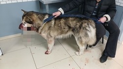 Расстрелявший собаку белгородец избежал уголовной ответственности