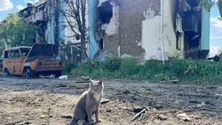 Вячеслав Гладков опроверг информацию о закрытии села Козинка 
