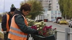 Вертикальное озеленение Старого Оскола обойдётся в 15 млн рублей в 2026 году