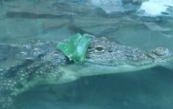 Нильский крокодил Нильсон оказался девочкой и может покинуть Белгородский зоопарк