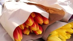 Тюльпановая пора: во сколько белгородцам обойдётся букет тюльпанов в преддверии 8 марта?