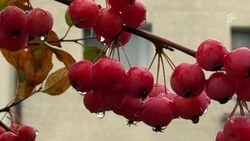 Туманная ночь и дождливый день ожидают белгородцев в четверг 