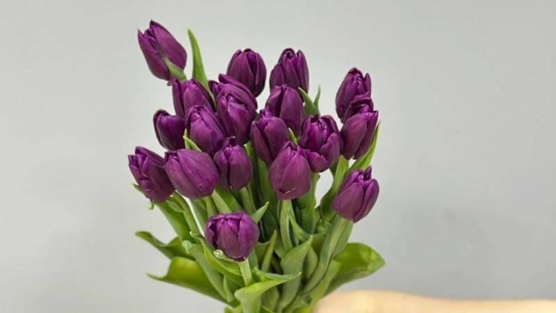 «МнеБукет»