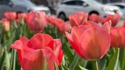Потепление до 20 градусов ожидается в Белгородской области во вторник 