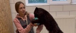 Пантера из Белгородского зоопарка осваивает футбол в ожидании встречи с белгородцами