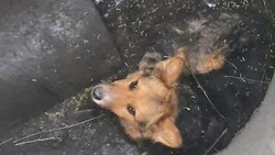 Упавшую в канализационный колодец собаку вытащили спасатели в Губкине