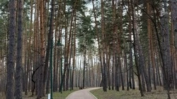 Более 24 миллионов деревьев пополнили лесной фонд Белгородской области за три года