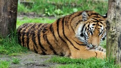 Бенгальский тигр Барсик поселится в старооскольском зоопарке