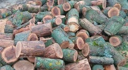 Почти тысяча кубометров древесины заготовлена в Валуйском округе для обогрева домов