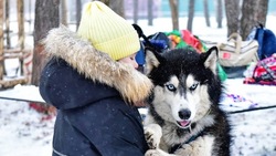 В преддверии Нового года в Белгороде пройдёт семейный забег с хаски 
