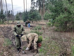  67,53 га сосен высажено в рамках весеннего восстановления лесов Белгородской области