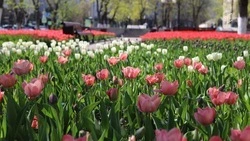 Компании из Ленинградской и Тамбовской областей поставят тюльпаны и саженцы в Белгород на 68 млн