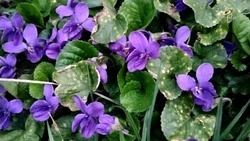 Тёплая погода и кратковременные дожди ожидают белгородцев в выходные