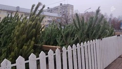 В Белгороде появились первые недовольные ценами на хвойные деревья